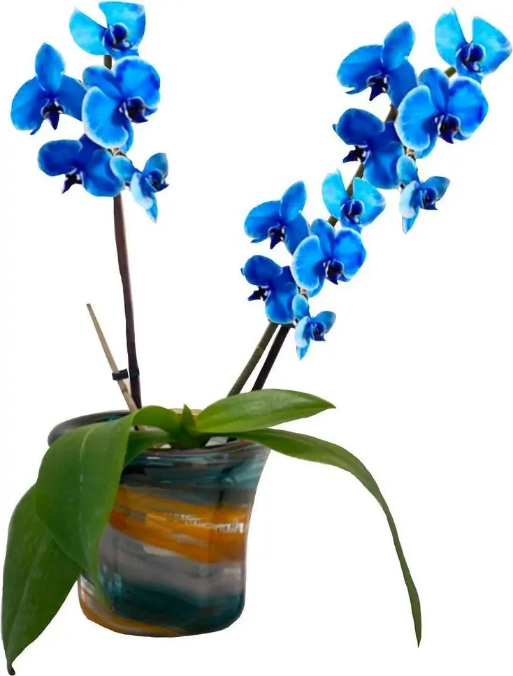 Swirled glass flower pot holding a blue orchid